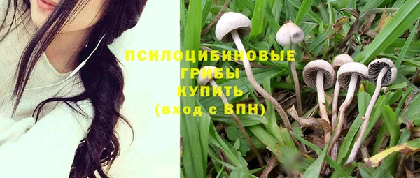 крисы Новокубанск